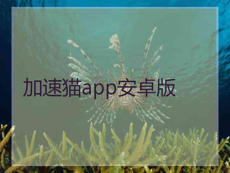 加速猫app安卓版