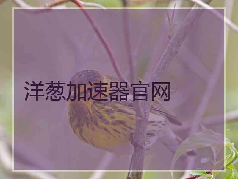 洋葱加速器官网