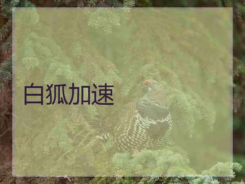 白狐加速