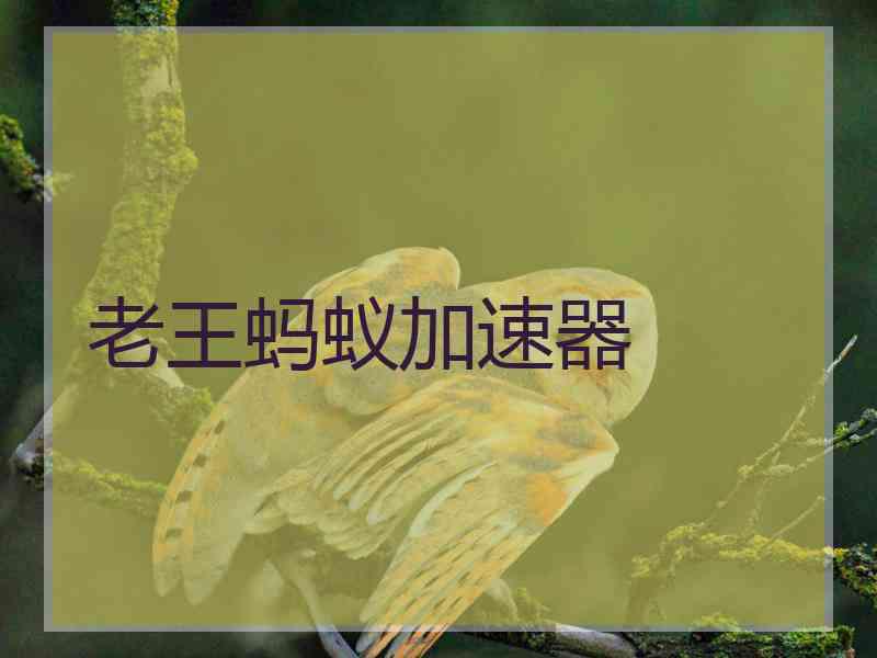 老王蚂蚁加速器