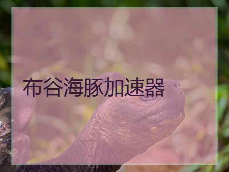 布谷海豚加速器
