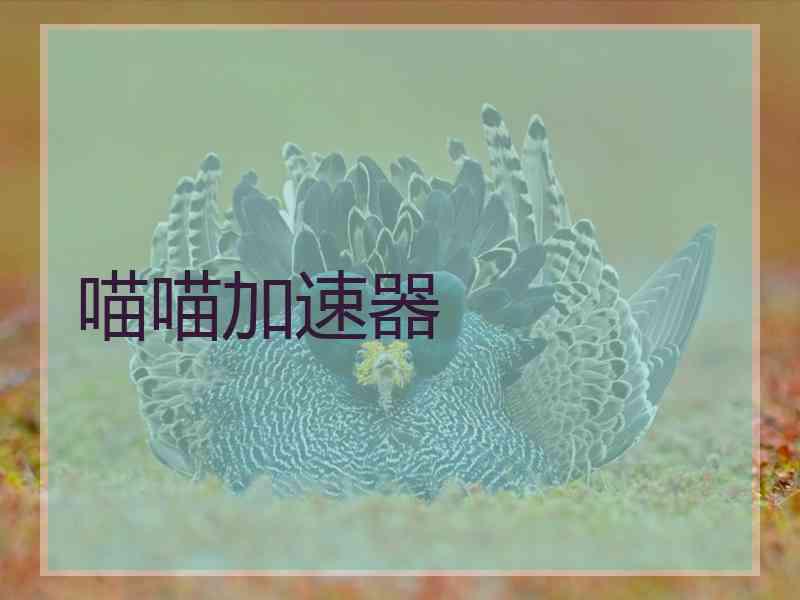 喵喵加速器
