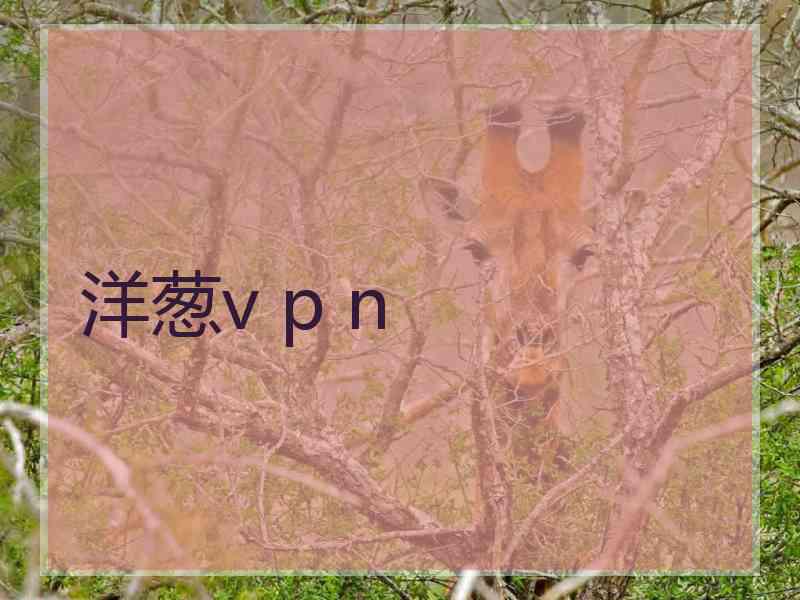 洋葱v p n